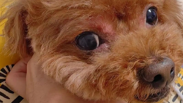 dog shampoo for dogs with allergies