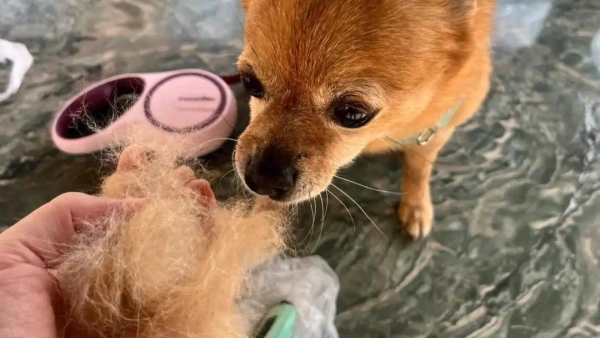 dog shedding after bath