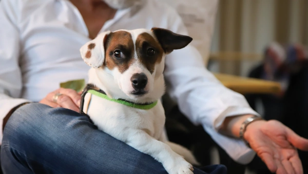 dog urinary tract infection treatment