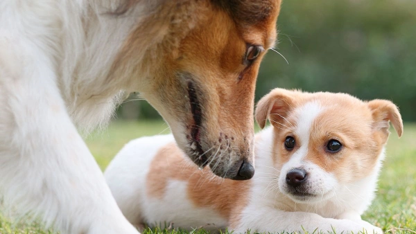 dog with diarrhea and vomiting