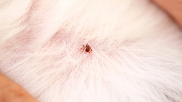 dog with fleas
