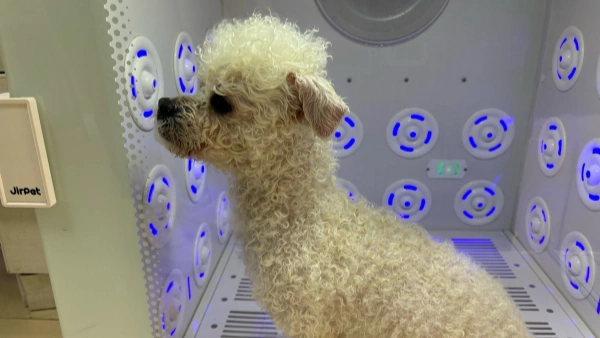 dry shampoo for dogs with allergies