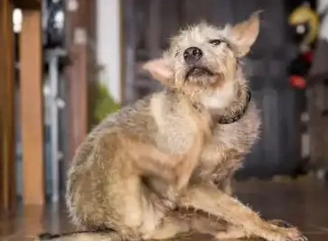 how do you treat dry skin for dogs