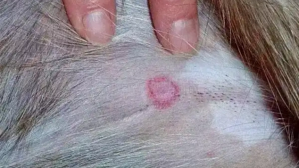 dust mite bites on dogs