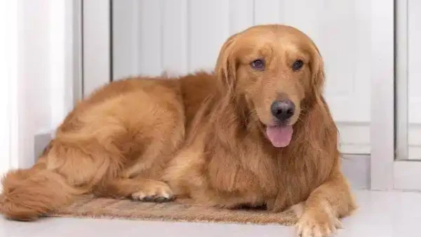 easiest dog to house train