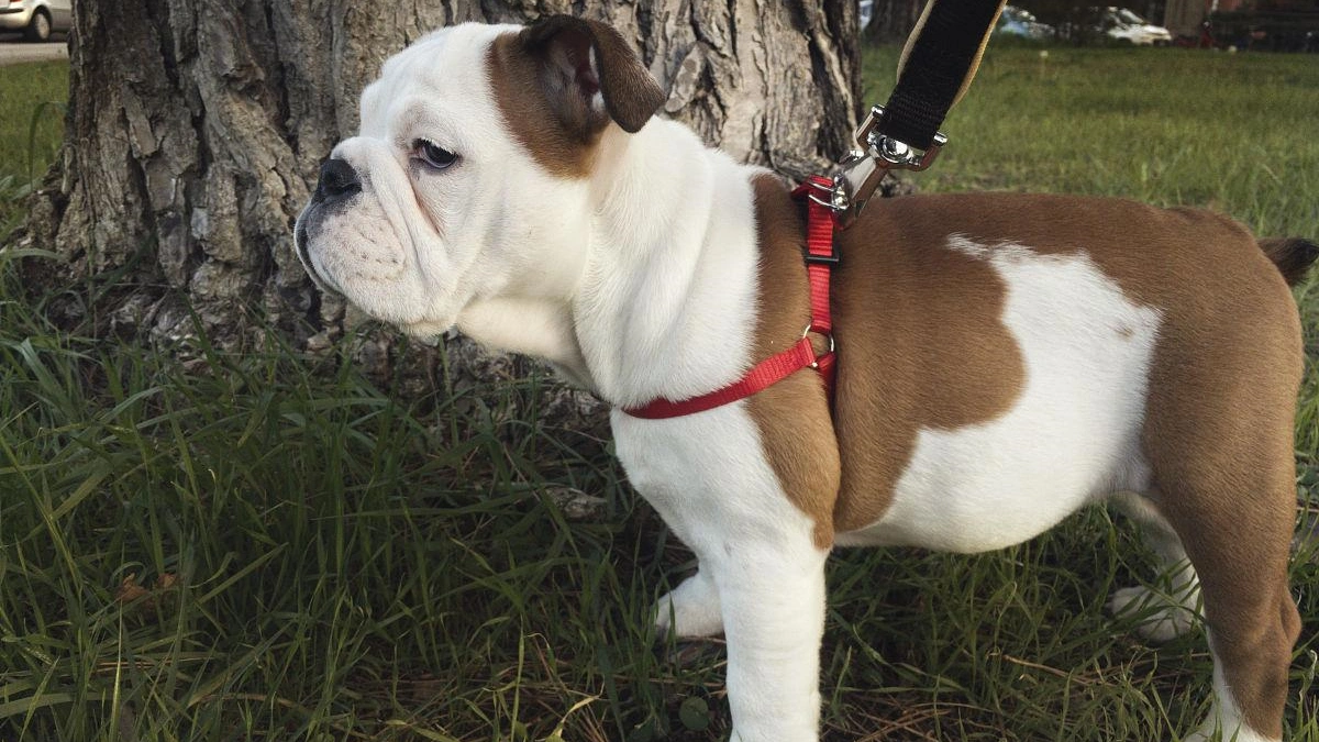 english bulldog skin allergies home remedies