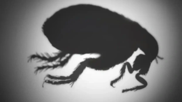 Cat Flea Tick Control Tips for a Healthy and Happy Pet