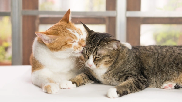 flea and tick prevention for cats