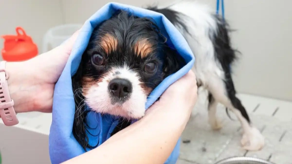 flea and tick shampoo for dogs