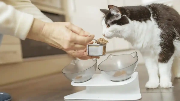 Best Cat Flea Spray for Cats in 2025: Vet Approved