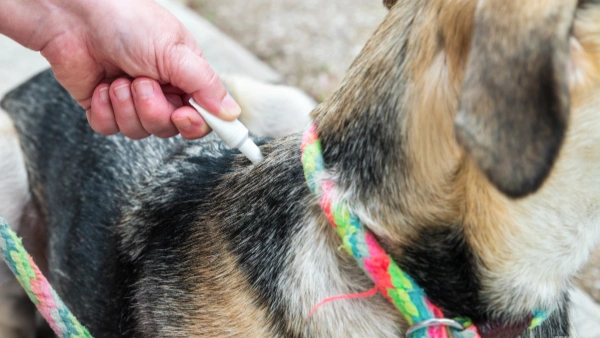 flea and tick spray for dogs and cats