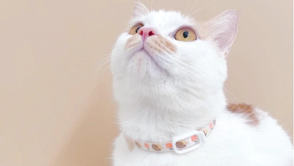 flea collars for cats