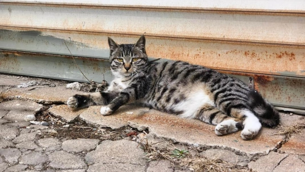 flea control for feral cats