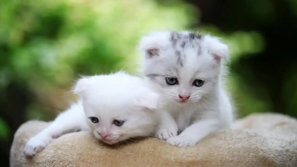 flea control for indoor cats