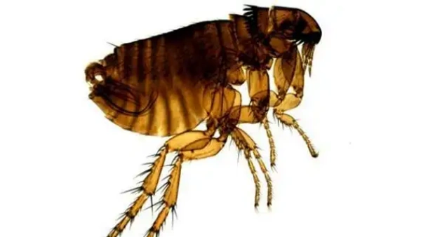 flea spray for home safe for pets