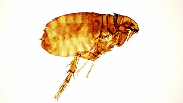 flea spray for house pet safe