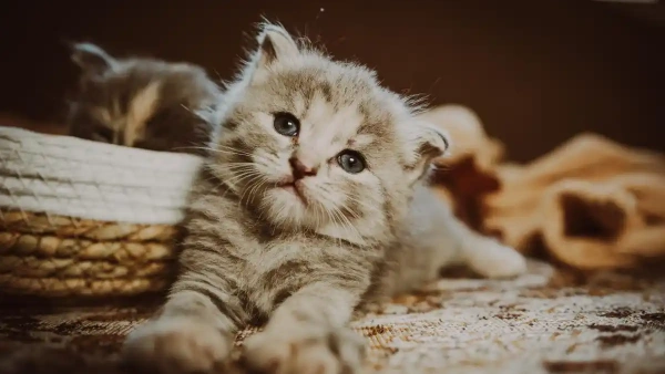 flea treatment for cats
