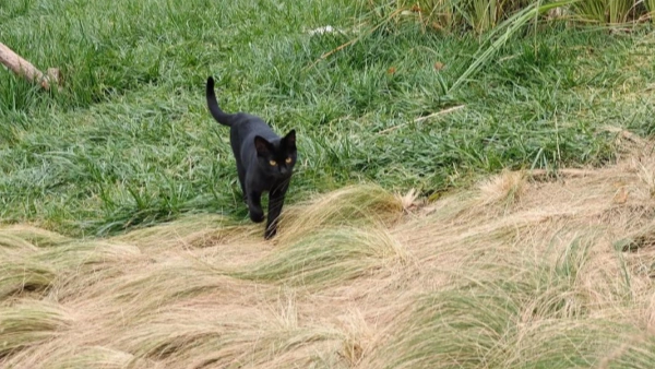 flea treatment for feral cats