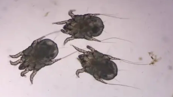 flea treatment kills ear mites