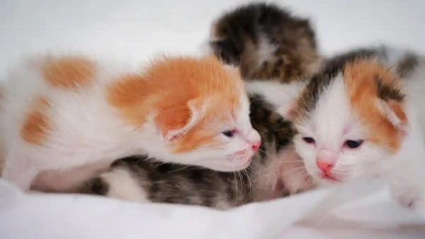 Fleas on Cats Symptoms — How to Spot Signs and Treat Quickly