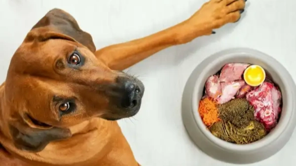 Fresh Food for Dogs with Allergies: Mistakes to Avoid