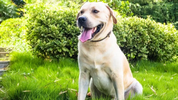 good flea and tick prevention for dogs