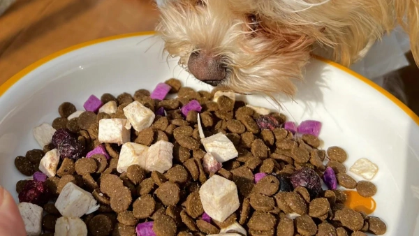 Latest Guide 2025: Grain Free Dog Food for Dogs With Allergies