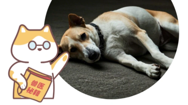 heart failure in dogs treatment