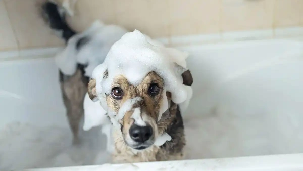 herbal flea shampoo for dogs