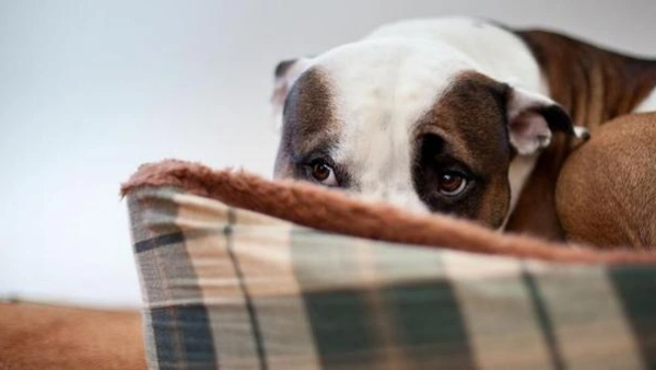 holistic seizure treatment for dogs