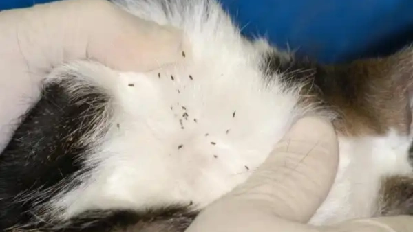 home flea remedies for cats