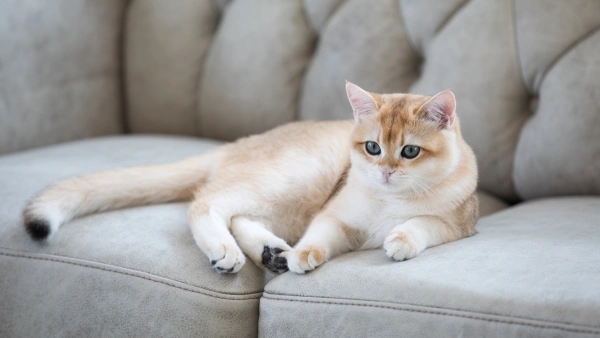 home remedies for fleas on cats