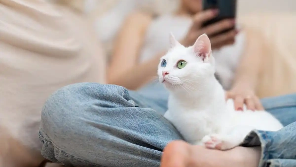 household flea spray safe for cats
