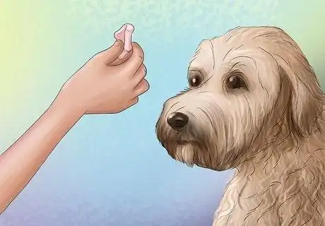 how can i train my dog to sit