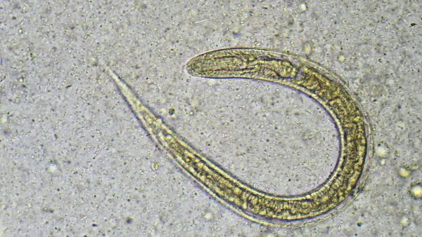 how do dogs get worms