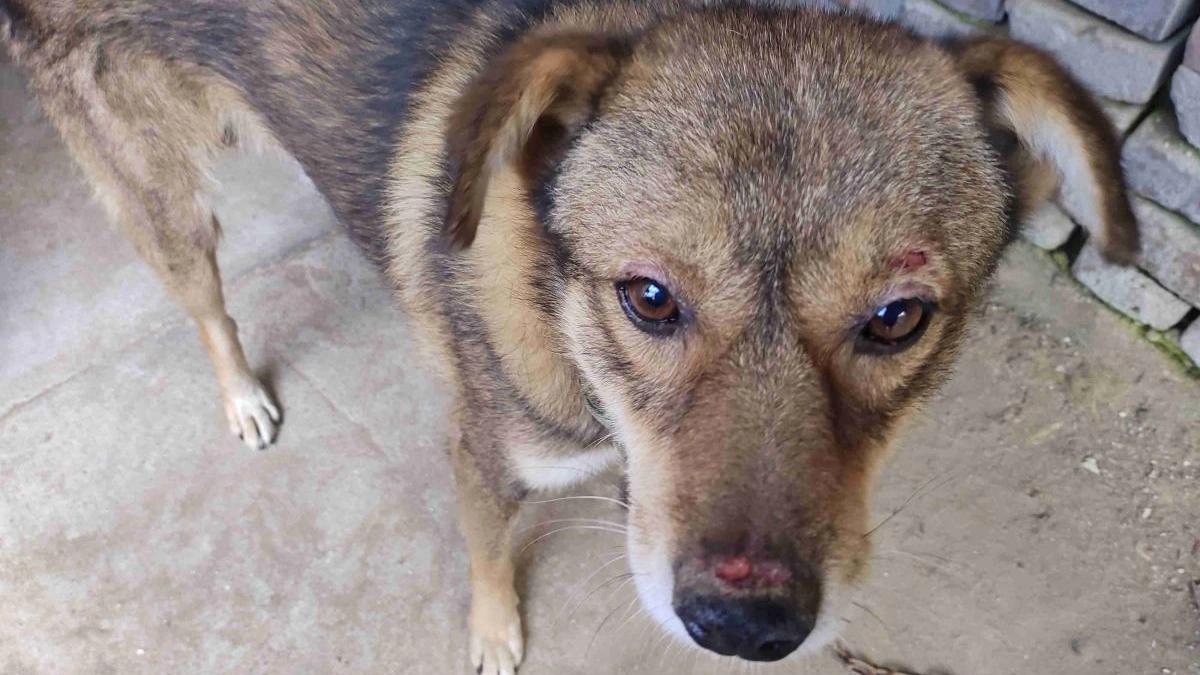 how do i know if my dog has skin allergies