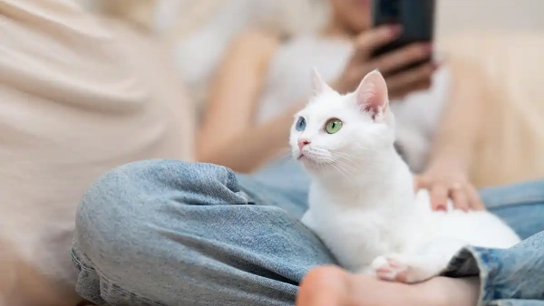 how do you get fleas off newborn kittens