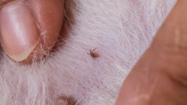 how do you get rid of fleas on cats naturally