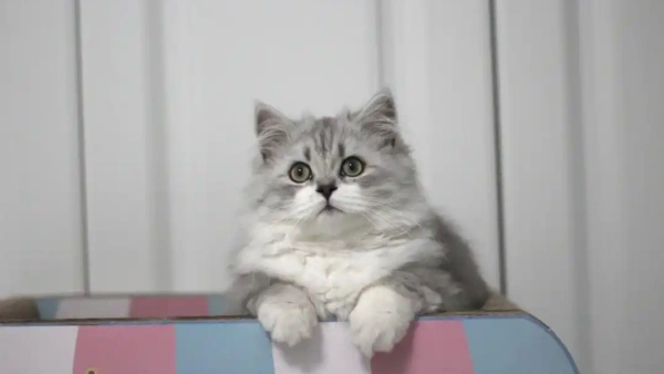 how do you know if a cat has fleas