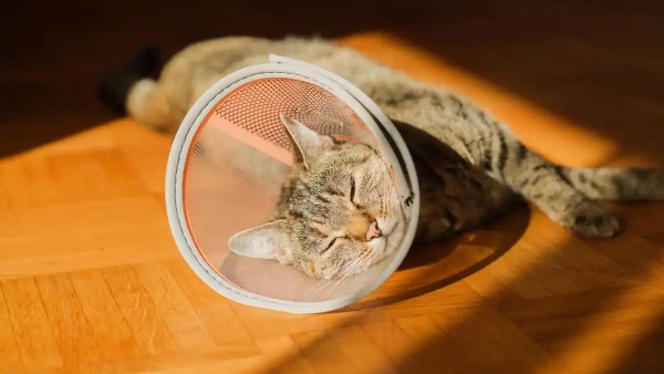 how do you know if your cat has fleas