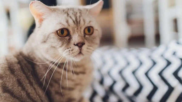 how do you tell if a cat has fleas