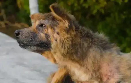 how to calm a nervous dog