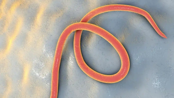 how long are worms contagious in dogs