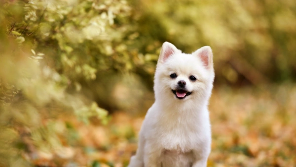 how long do probiotics take to work in dogs