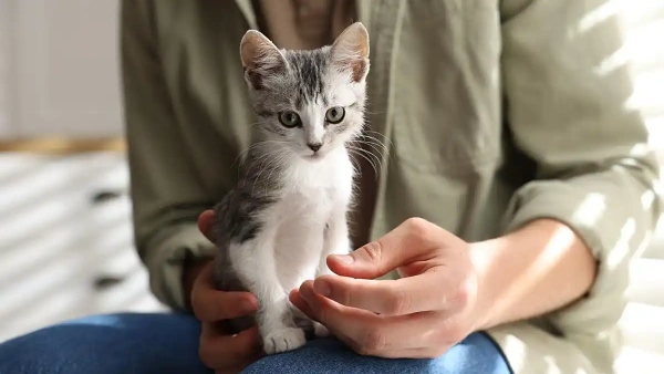 how long does it take flea medication to work