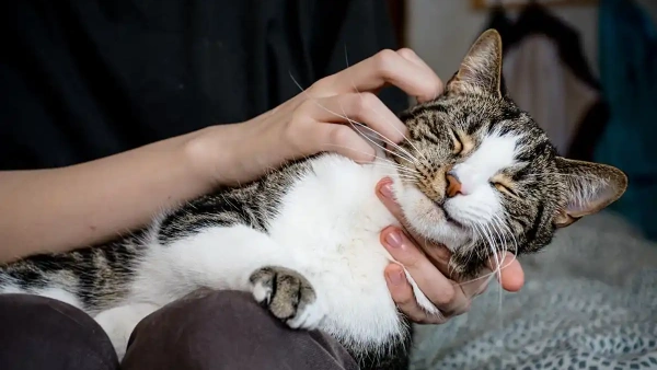 how long does it take for flea medication to work
