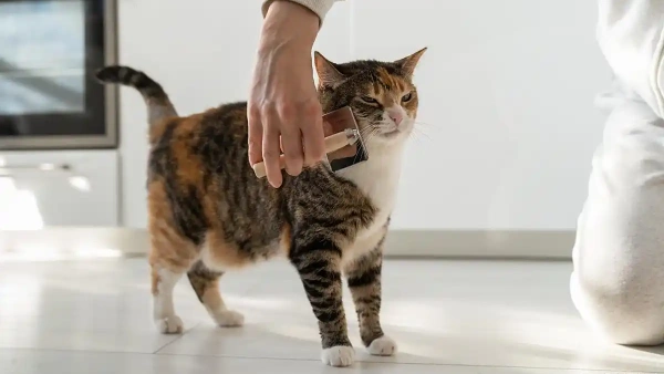 How Long Does Flea Medication Take to Work? Updated 2025 Tips