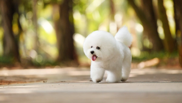how long for probiotics to work in dogs