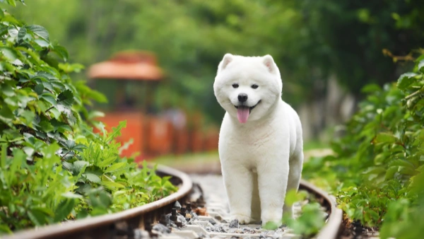 How Long Should a Dog Be on Probiotics: Complete 2025 Guide