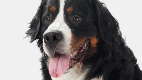 how long to feed dog bland diet after diarrhea